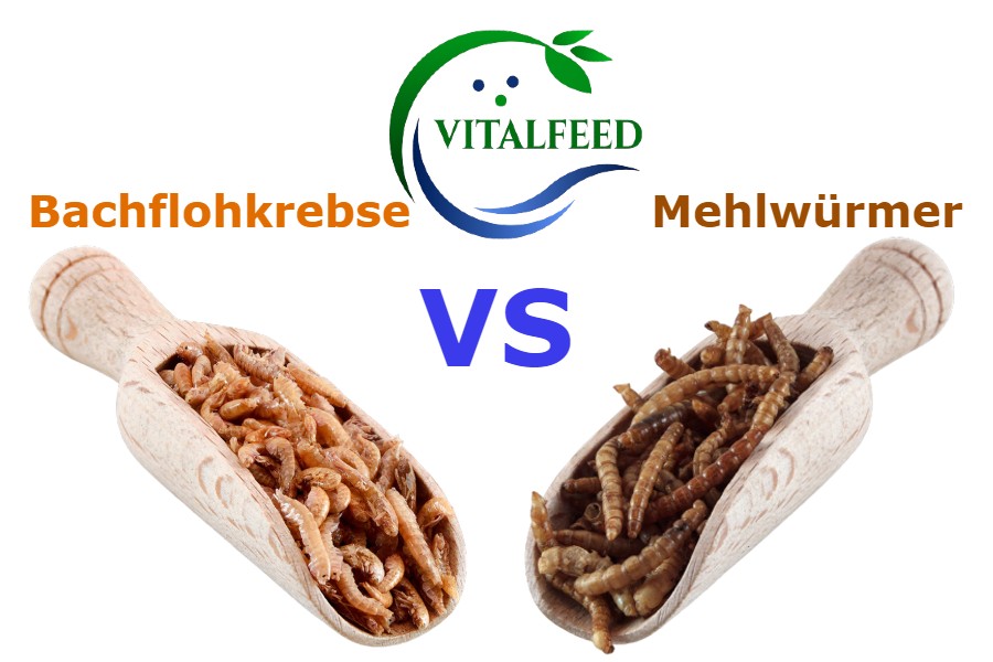 bachflohkrebse vs Mehlwürmer